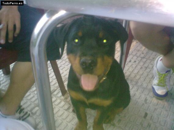 La foto del perro