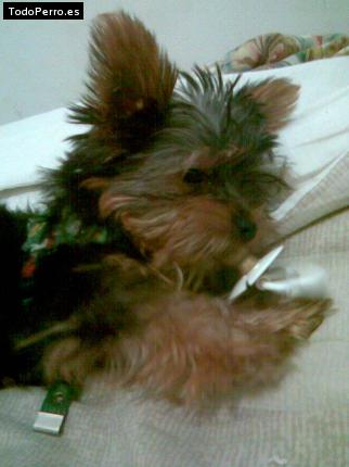 La foto del perro