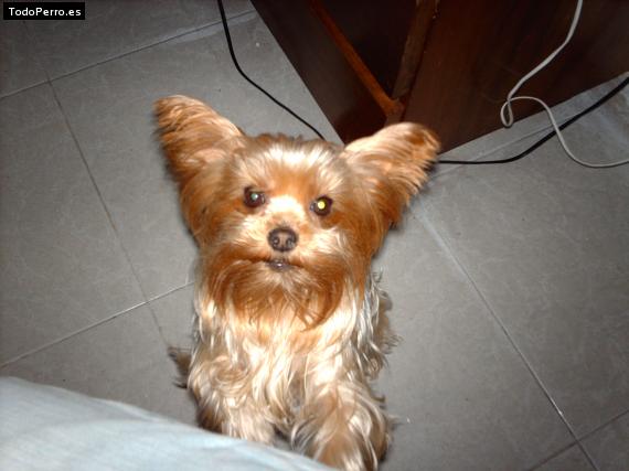 La foto del perro