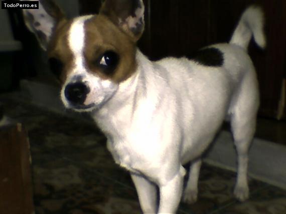 Foto del perro Toby