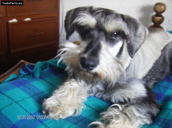 La foto del perro