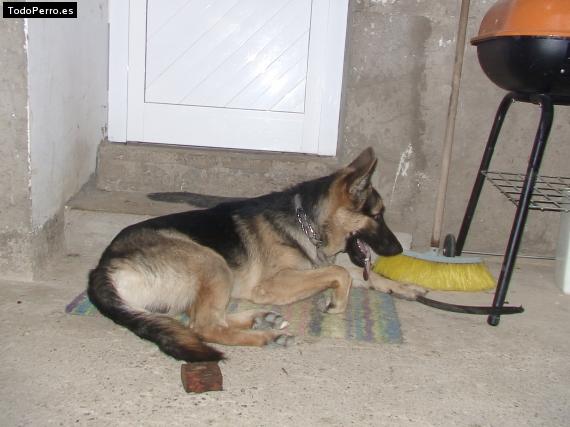 La foto del perro