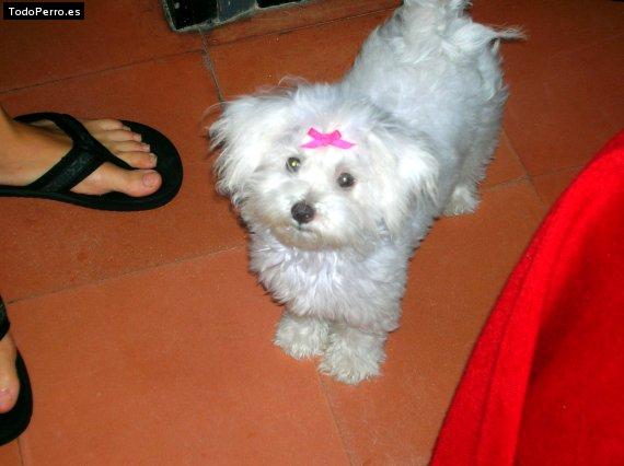 La foto del perro