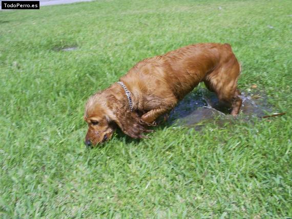 La foto del perro