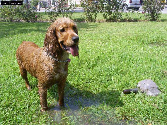La foto del perro