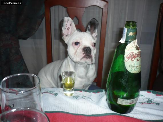 La foto del perro