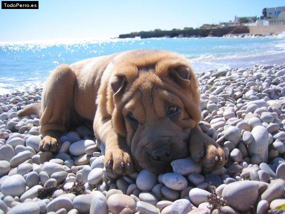 La foto del perro
