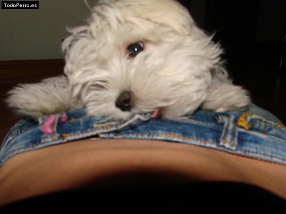La foto del perro
