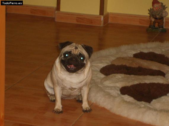 La foto del perro