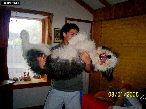 La foto del perro