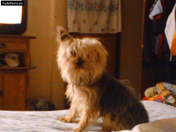 La foto del perro