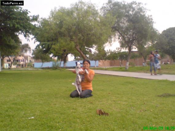 La foto del perro