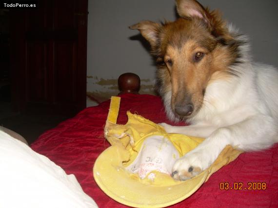 La foto del perro