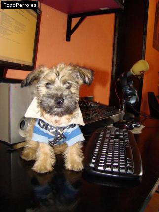 La foto del perro