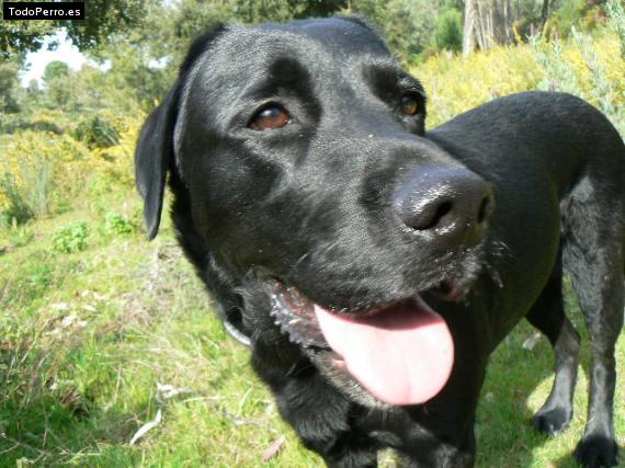La foto del perro