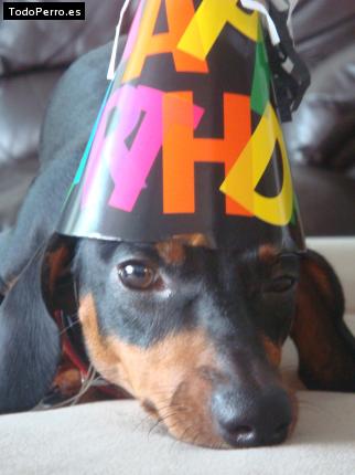 La foto del perro