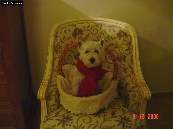 La foto del perro