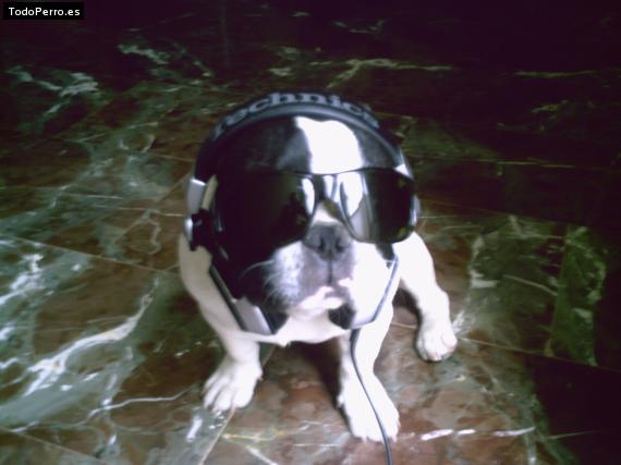 La foto del perro