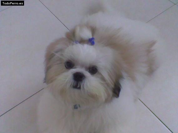La foto del perro