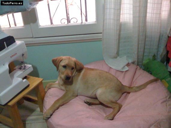 La foto del perro