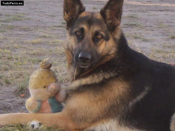La foto del perro