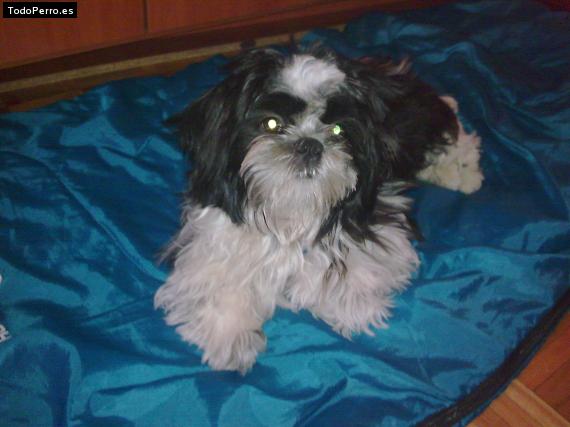 La foto del perro