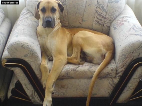La foto del perro