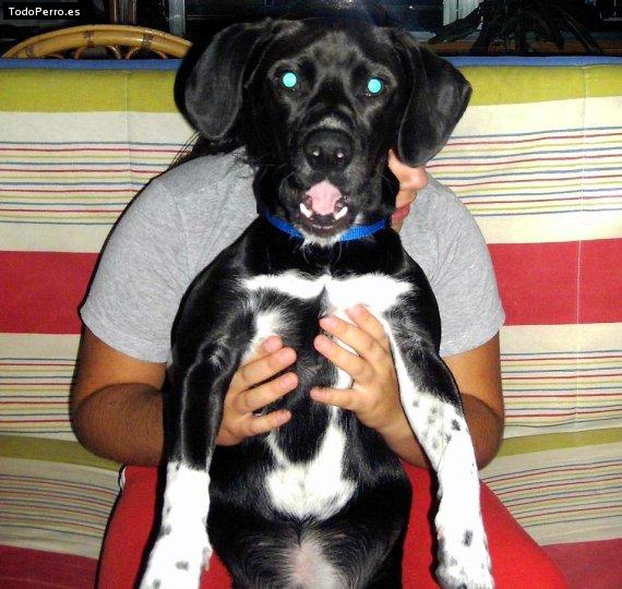 La foto del perro