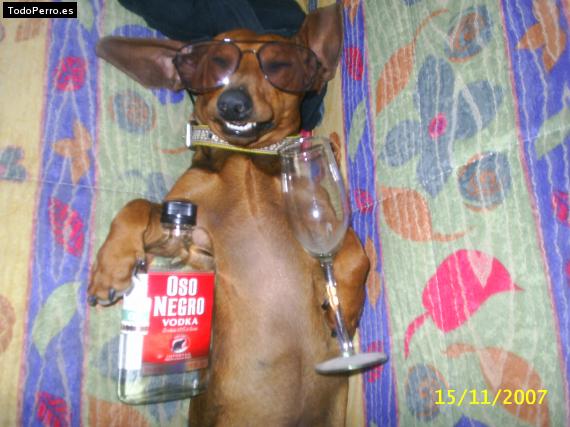 La foto del perro