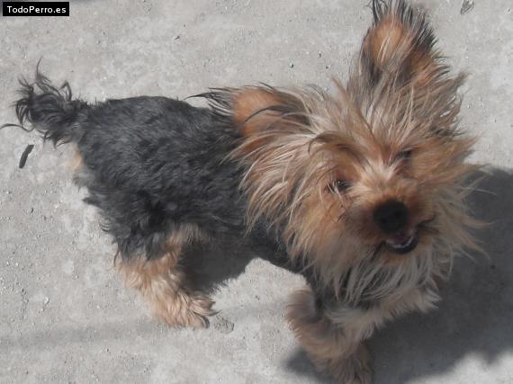La foto del perro