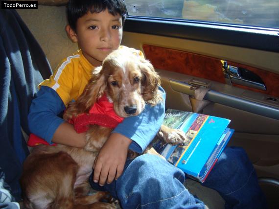 La foto del perro