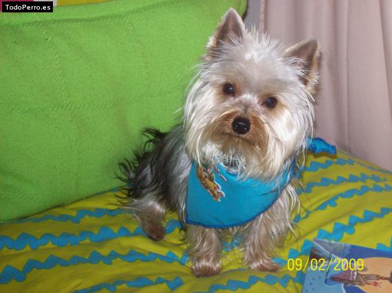 La foto del perro