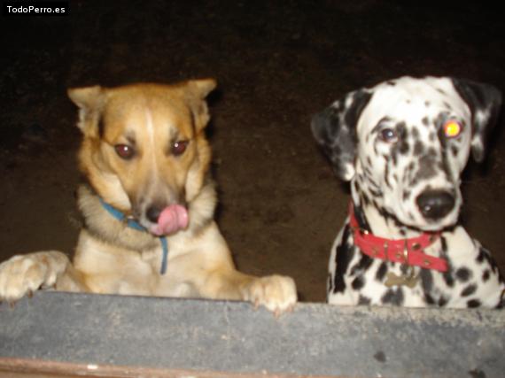 Foto del perro Hercu y wayra