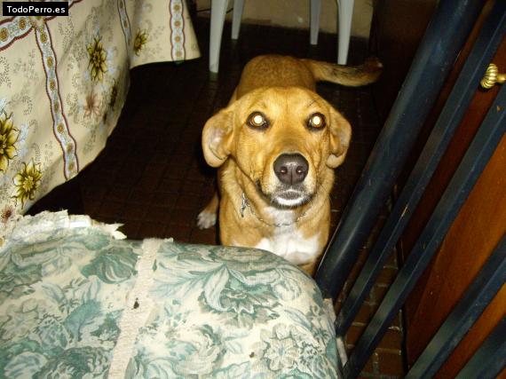 La foto del perro