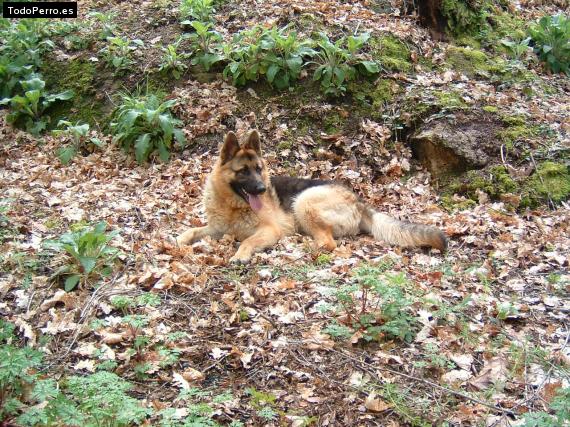 La foto del perro