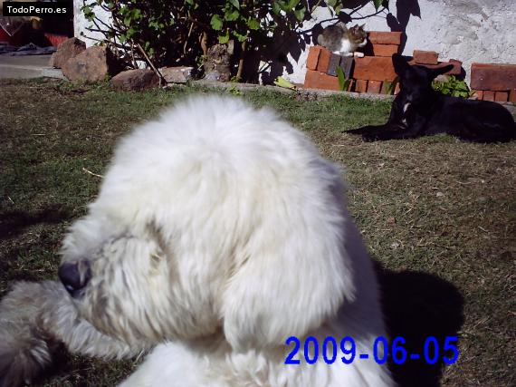La foto del perro