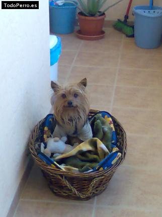 La foto del perro