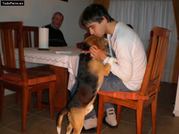 La foto del perro