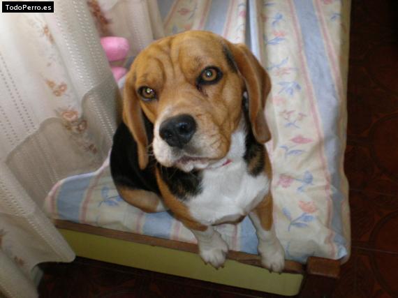 La foto del perro