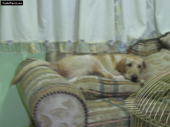 La foto del perro
