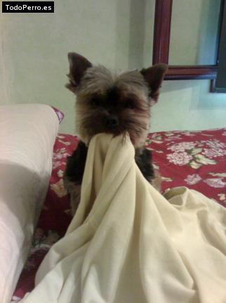 La foto del perro
