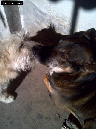 La foto del perro