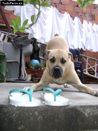 La foto del perro