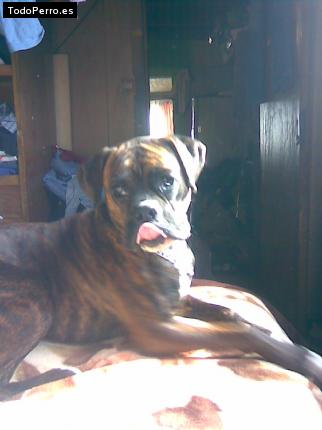 La foto del perro