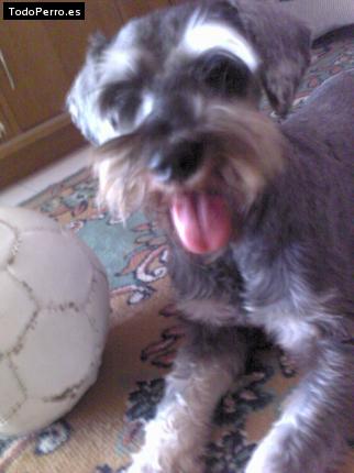 La foto del perro