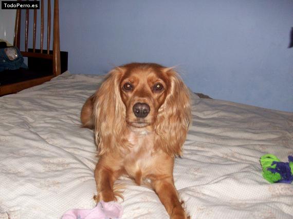 La foto del perro