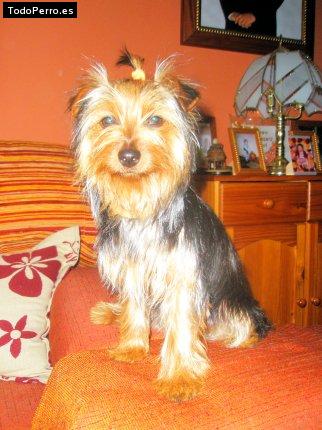 La foto del perro