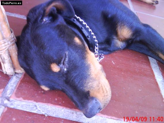 La foto del perro
