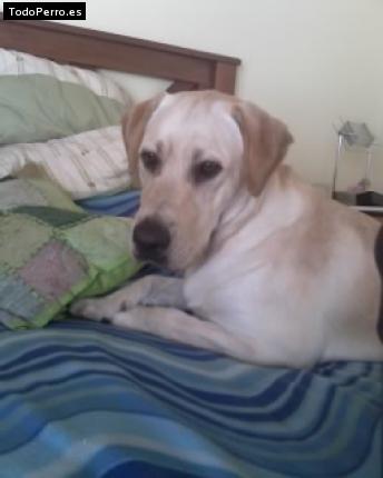 La foto del perro
