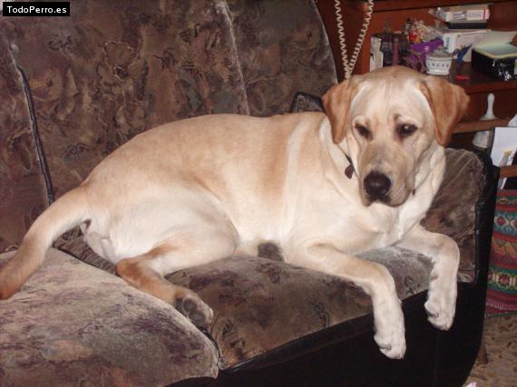 La foto del perro